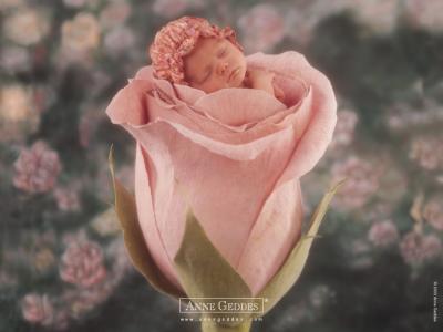 rose